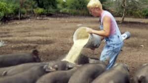 mi-ott-largeblackpigs300