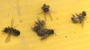 hi-dead-bees-852-6col
