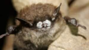 t_hi-852-bat-white-nose-syndrome-02476308-4col