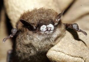Bat white-nose syndrome