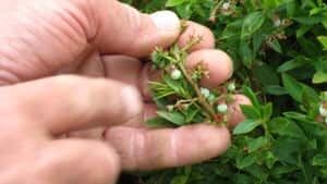pe-mi-blueberry-crop