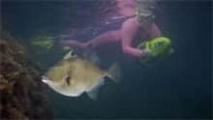 ns-si-grey-triggerfish-220