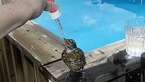 si-bird-drink-300