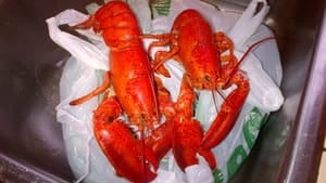 pe-hi-cooked-lobster-4col