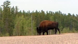 mi-bison-nwt-highway