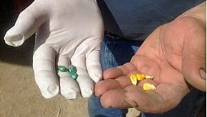 wdr-300-treated-corn
