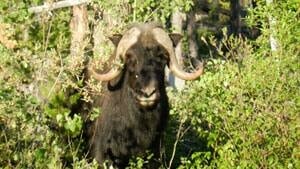 mi-muskox-alberta-trees