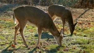 nb-kennebecasis-valley-deer
