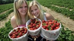 si-strawberries-220-cp-1556