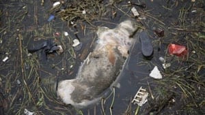 ni-dead-pig-1149