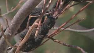 li-300-blackfungus