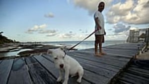 ii-dog-cp-220-03593851