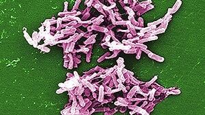 300-clostridium-difficile-cp03305361