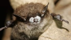 hi-852-bat-white-nose-syndrome-02476308