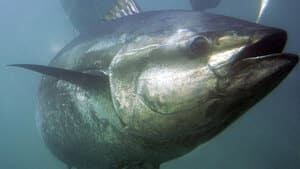 pe-hi-tuna-underwater-4col