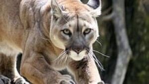 hi-bc-120912-cougar-3col