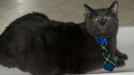 hi-tiny-cat-weight-loss-852
