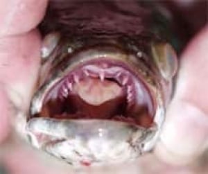 pic-snakehead-doi-2011