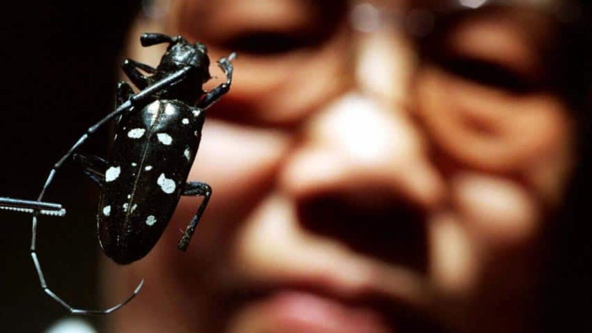 Asian beetle pest eradicated from Canada - Technology ...