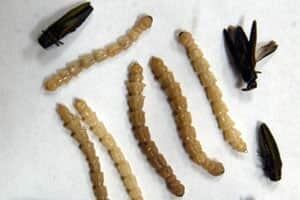 si-emeraldash-01841862