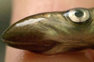 si-sealamprey-3239154