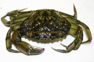 si-greencrab-3481843
