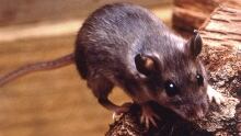 hi-hantavirus-deer-mouse-85