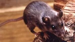 si-hantavirus-deer-mouse-22