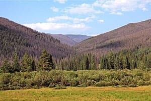 sm-300-pine-beetle-forests