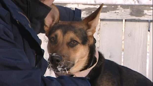 li-cold-dog-130206