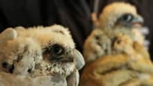 ii-falcon-chicks0220