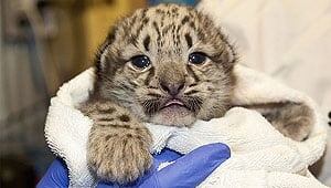 mi-leopard-300