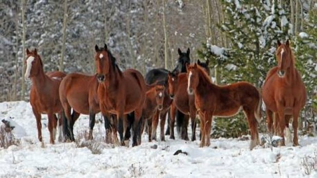 hi-wild-horses-852-6col