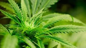 mi-marijuana-plant-cp-96444