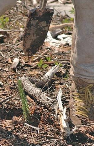 mi-tree-planting-300
