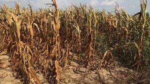 hi-corn-drought-rtr35a14-4col