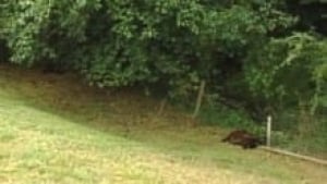 hi-bc-120823-cougar-sheep-3col