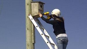 pe-mi-kestrel-box