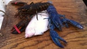 ns-blue-regular-lobster-220
