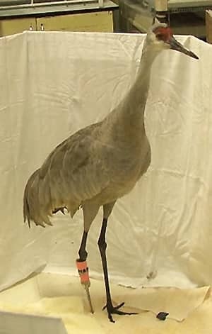 mi-bc-130323-sandhill-crane-prosthetic-leg-3