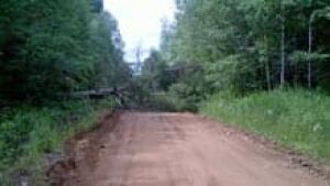 si-nb-tree-rogersville-220