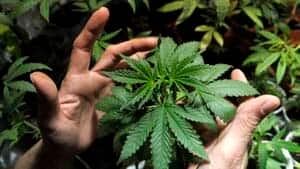 si-marijuana-leaf-04801570