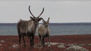 mi-caribou-barrenground