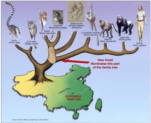 fi-460-archicebus_evolutionary_tree