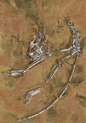 sm-250-archicebus-fossil-press_release_media1