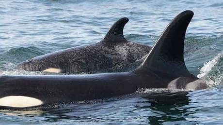 hi-bc-130709-springer-calf-6col