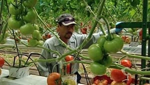 wdr-300-greenhouse