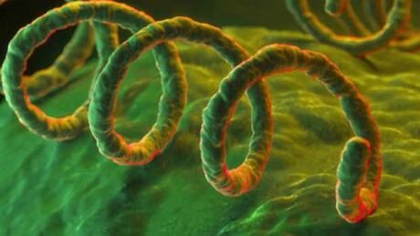 beta news canada manitoba social media hookups help spread syphilis beta news canada manitoba social media hookups help spread syphilis