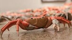 si-he-xie-crab-220px