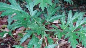 mi-bc-130605-giant-hogweed